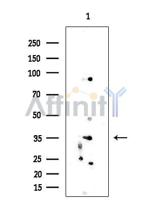 PPP1CA Mouse Monoclonal Antibody - Western blot analysis of extracts from Rat testis, using PPP1CA Mouse Monoclonal Antibody at 1/1000 dilution.