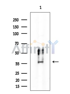 PPP1CA Mouse Monoclonal Antibody - Western blot analysis of extracts from PC12 cells, using PPP1CA Mouse Monoclonal Antibody at 1/1000 dilution.
