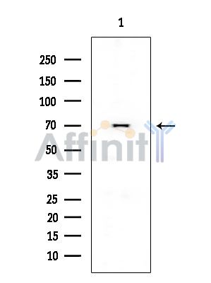 Ku70/80 Mouse Monoclonal Antibody - Western blot analysis of extracts from HUVEC cells, using Ku70/80 Mouse Monoclonal Antibody at 1/1000 dilution.