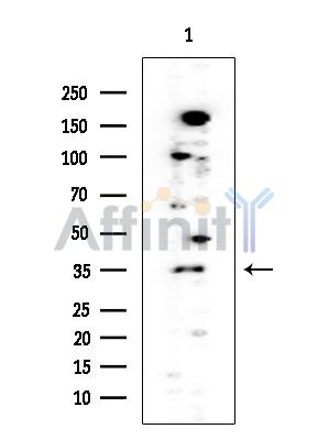 Histone H1 Mouse Monoclonal Antibody - Western blot analysis of extracts from HUVEC cells, using Histone H1 Mouse Monoclonal Antibody at 1/1000 dilution.