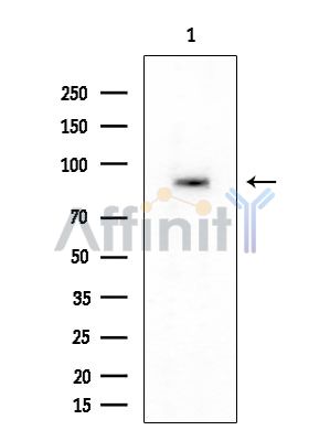 JIP2 Mouse Monoclonal Antibody - Western blot analysis of extracts from HUVEC cells, using JIP2 Mouse Monoclonal Antibody at 1/1000 dilution.