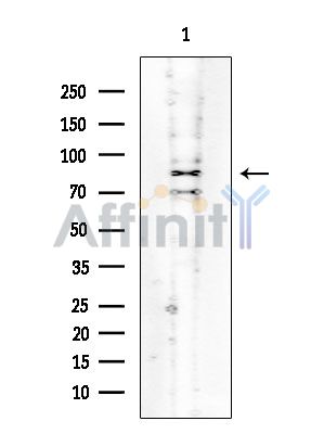NFE2L1 Mouse Monoclonal Antibody - Western blot analysis of extracts from HUVEC cells, using NFE2L1 Mouse Monoclonal Antibody at 1/1000 dilution.