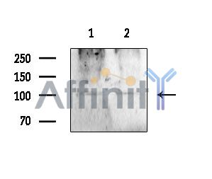 PLD2 Antibody - Western blot analysis of extracts from HK2 cells, using PLD2 Antibody.