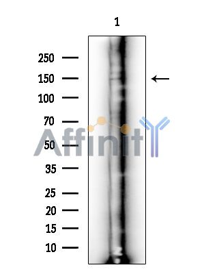 IQSEC1 Antibody - Western blot analysis of extracts from K562 cell, using IQSEC1 Antibody.