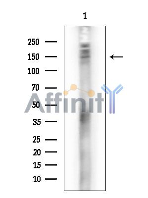 IQSEC1 Antibody - Western blot analysis of extracts from RAW264.