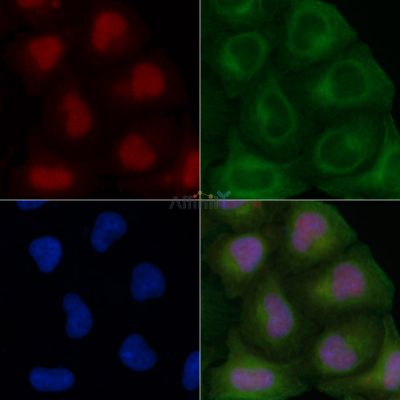 NUP160 Antibody - DF4251 staining Hela cells by IF/ICC.