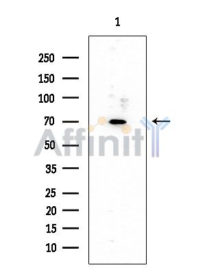 SHC Mouse Monoclonal Antibody - Western blot analysis of extracts from Rat testis, using SHC Mouse Monoclonal Antibody at 1/1000 dilution.