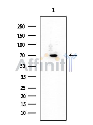 SHC Mouse Monoclonal Antibody - Western blot analysis of extracts from Mouse liver, using SHC Mouse Monoclonal Antibody at 1/1000 dilution.