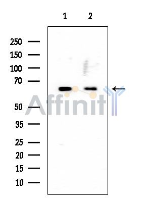 SHC Mouse Monoclonal Antibody - Western blot analysis of extracts from various samples, using SHC Mouse Monoclonal Antibody at 1/1000 dilution.
