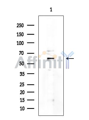 ICOSLG Mouse Monoclonal Antibody - Western blot analysis of extracts from COLO205 cells, using ICOSLG Mouse Monoclonal Antibody at 1/1000 dilution.