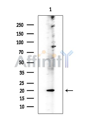 CD300LB Mouse Monoclonal Antibody - Western blot analysis of extracts from Mouse brain, using CD300LB Mouse Monoclonal Antibody at 1/1000 dilution.
