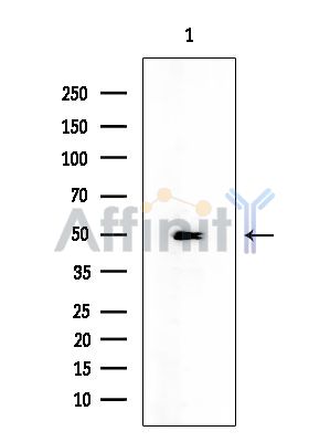 MLKL Mouse Monoclonal Antibody - Western blot analysis of extracts from Rat testis, using MLKL Mouse Monoclonal Antibody at 1/1000 dilution.