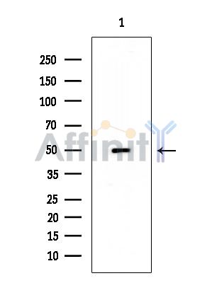 MLKL Mouse Monoclonal Antibody - Western blot analysis of extracts from Mouse liver, using MLKL Mouse Monoclonal Antibody at 1/1000 dilution.