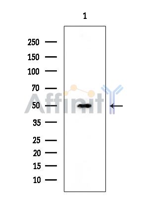MLKL Mouse Monoclonal Antibody - Western blot analysis of extracts from HUVEC cells, using MLKL Mouse Monoclonal Antibody at 1/1000 dilution.