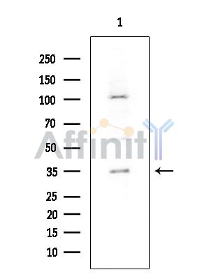 YB1 Mouse Monoclonal Antibody - Western blot analysis of extracts from COLO205 cells, using YB1 Mouse Monoclonal Antibody at 1/1000 dilution.
