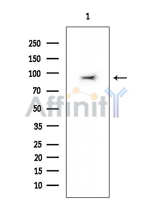 DYR1A Mouse Monoclonal Antibody - Western blot analysis of extracts from Mouse brain, using DYR1A Mouse Monoclonal Antibody at 1/1000 dilution.