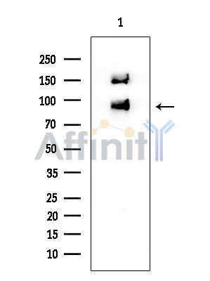 PTP alpha Mouse Monoclonal Antibody - Western blot analysis of extracts from Mouse brain, using PTP alpha Mouse Monoclonal Antibody at 1/1000 dilution.