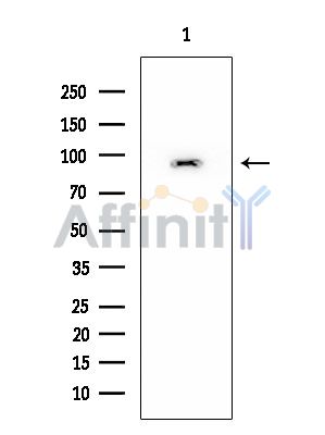 USP13 Mouse Monoclonal Antibody - Western blot analysis of extracts from Mouse brain, using USP13 Mouse Monoclonal Antibody at 1/1000 dilution.