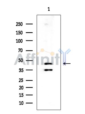 ANGPTL4 Mouse Monoclonal Antibody - Western blot analysis of extracts from Mouse liver, using ANGPTL4 Mouse Monoclonal Antibody at 1/1000 dilution.