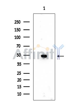 CFH Mouse Monoclonal Antibody - Western blot analysis of extracts from Rat lung, using CFH Mouse Monoclonal Antibody at 1/1000 dilution.