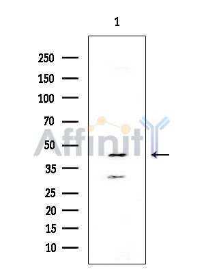 Beta Arrestin 2 Mouse Monoclonal Antibody - Western blot analysis of extracts from Mouse liver, using Beta Arrestin 2 Mouse Monoclonal Antibody at 1/1000 dilution.