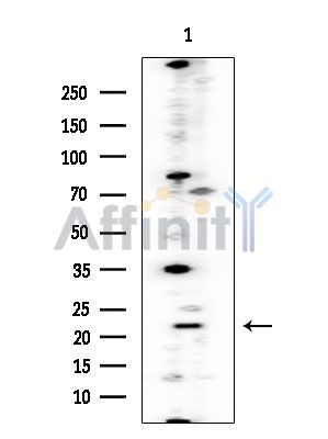 DIABLO Mouse Monoclonal Antibody - Western blot analysis of extracts from Mouse liver, using DIABLO Mouse Monoclonal Antibody at 1/1000 dilution.
