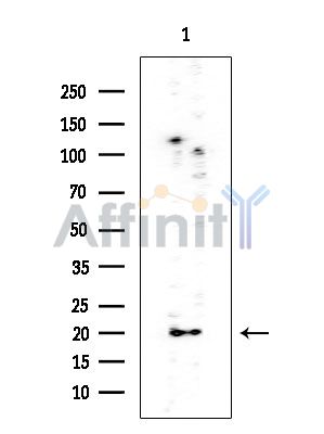 DIABLO Mouse Monoclonal Antibody - Western blot analysis of extracts from Rat testis, using DIABLO Mouse Monoclonal Antibody at 1/1000 dilution.