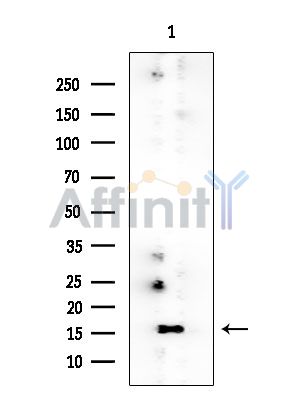 PPP1R14B Mouse Monoclonal Antibody - Western blot analysis of extracts from Mouse liver, using PPP1R14B Mouse Monoclonal Antibody at 1/1000 dilution.