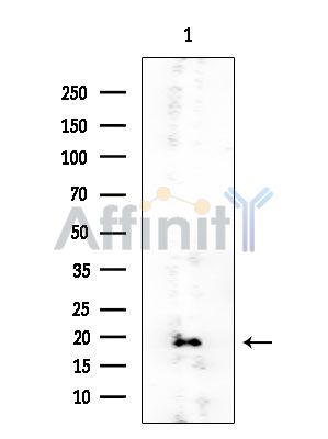 PPP1R14B Mouse Monoclonal Antibody - Western blot analysis of extracts from HUVEC cells, using PPP1R14B Mouse Monoclonal Antibody at 1/1000 dilution.