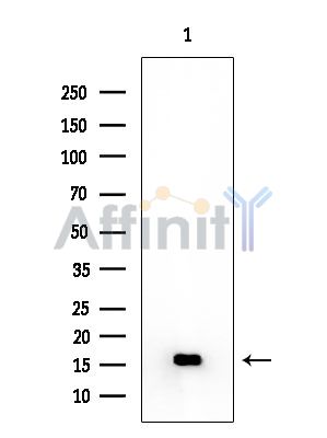 RPL29 Mouse Monoclonal Antibody - Western blot analysis of extracts from Mouse liver, using RPL29 Mouse Monoclonal Antibody at 1/1000 dilution.