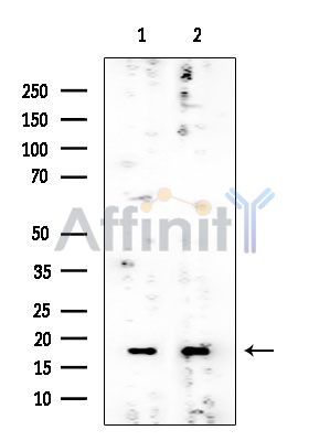 RPL24 Mouse Monoclonal Antibody - Western blot analysis of extracts from various samples, using RPL24 Mouse Monoclonal Antibody at 1/1000 dilution.