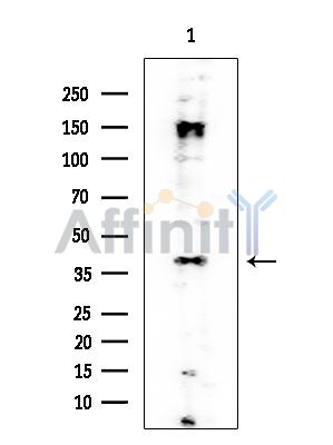 EBP2 Mouse Monoclonal Antibody - Western blot analysis of extracts from HUVEC cells, using EBP2 Mouse Monoclonal Antibody at 1/1000 dilution.