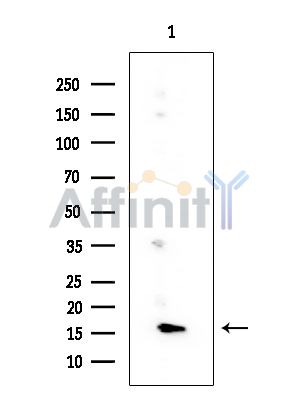 HES3 Mouse Monoclonal Antibody - Western blot analysis of extracts from Rat testis, using HES3 Mouse Monoclonal Antibody at 1/1000 dilution.