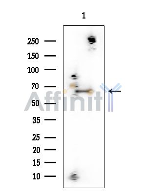 ATIC Mouse Monoclonal Antibody - Western blot analysis of extracts from Rat testis, using ATIC Mouse Monoclonal Antibody at 1/1000 dilution.