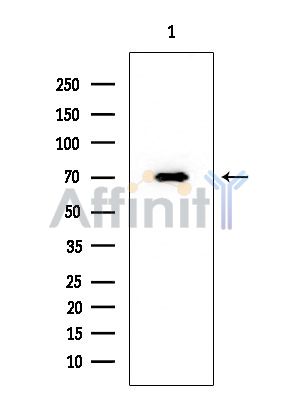SMG9 Mouse Monoclonal Antibody - Western blot analysis of extracts from HUVEC cells, using SMG9 Mouse Monoclonal Antibody at 1/1000 dilution.