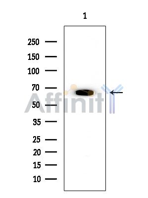 SMG9 Mouse Monoclonal Antibody - Western blot analysis of extracts from EC304 cells, using SMG9 Mouse Monoclonal Antibody at 1/1000 dilution.