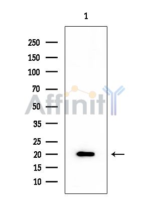 ASF1B Mouse Monoclonal Antibody - Western blot analysis of extracts from Rat testis, using ASF1B Mouse Monoclonal Antibody at 1/1000 dilution.