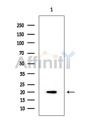 ASF1B Mouse Monoclonal Antibody - Western blot analysis of extracts from Mouse liver, using ASF1B Mouse Monoclonal Antibody at 1/1000 dilution.