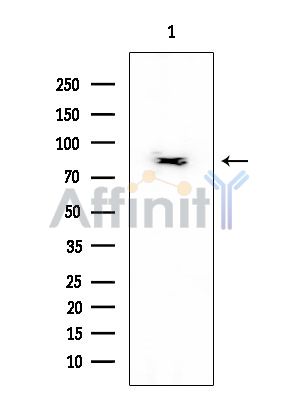 ENaC gamma Mouse Monoclonal Antibody - Western blot analysis of extracts from Mouse liver, using ENaC gamma Mouse Monoclonal Antibody at 1/1000 dilution.