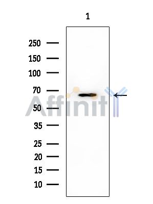 HOMEZ Mouse Monoclonal Antibody - Western blot analysis of extracts from HUVEC cells, using HOMEZ Mouse Monoclonal Antibody at 1/1000 dilution.