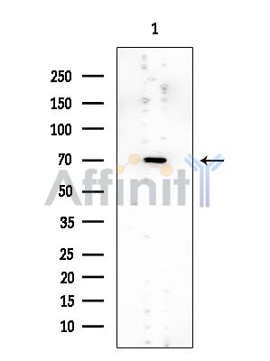 MUNC-18a Mouse Monoclonal Antibody - Western blot analysis of extracts from Mouse brain, using MUNC-18a Mouse Monoclonal Antibody at 1/1000 dilution.