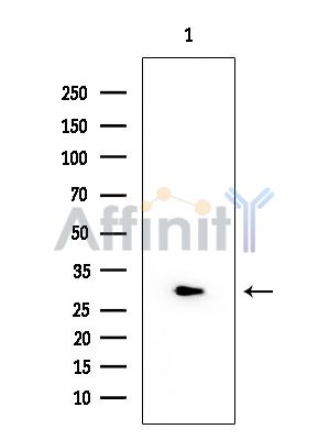 14-3-3 gamma Mouse Monoclonal Antibody - Western blot analysis of extracts from EC304 cells, using 14-3-3 gamma Mouse Monoclonal Antibody at 1/1000 dilution.