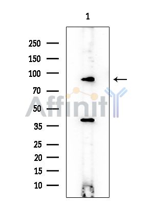 HGF Mouse Monoclonal Antibody - Western blot analysis of extracts from EC304 cells, using HGF Mouse Monoclonal Antibody at 1/1000 dilution.