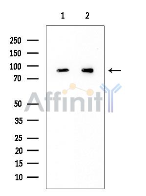 CDH15 Mouse Monoclonal Antibody - Western blot analysis of extracts from various samples, using CDH15 Mouse Monoclonal Antibody at 1/1000 dilution.