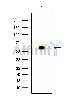 SLC24A3 Mouse Monoclonal Antibody - Western blot analysis of extracts from HUVEC cells, using SLC24A3 Mouse Monoclonal Antibody at 1/1000 dilution.
