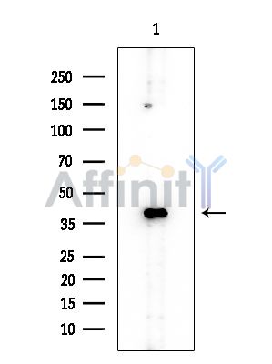 ELAVL2 Mouse Monoclonal Antibody - Western blot analysis of extracts from Mouse brain, using ELAVL2 Mouse Monoclonal Antibody at 1/1000 dilution.