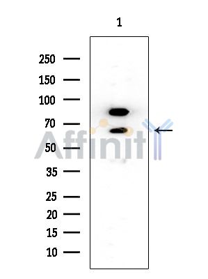 CSTF2 Mouse Monoclonal Antibody - Western blot analysis of extracts from HUVEC cells, using CSTF2 Mouse Monoclonal Antibody at 1/1000 dilution.