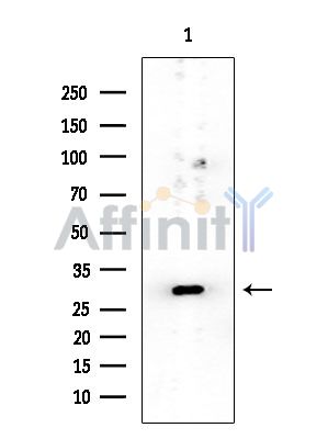 RIT1 Mouse Monoclonal Antibody - Western blot analysis of extracts from Mouse liver, using RIT1 Mouse Monoclonal Antibody at 1/1000 dilution.