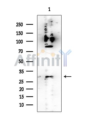 14-3-3 epsilon Mouse Monoclonal Antibody - Western blot analysis of extracts from HUVEC cells, using 14-3-3 epsilon Mouse Monoclonal Antibody at 1/1000 dilution.