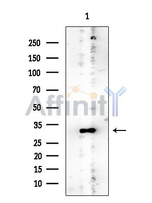 14-3-3 epsilon Mouse Monoclonal Antibody - Western blot analysis of extracts from EC304 cells, using 14-3-3 epsilon Mouse Monoclonal Antibody at 1/1000 dilution.